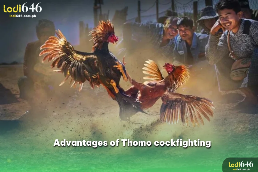 Advantages of Thomo live cockfighting