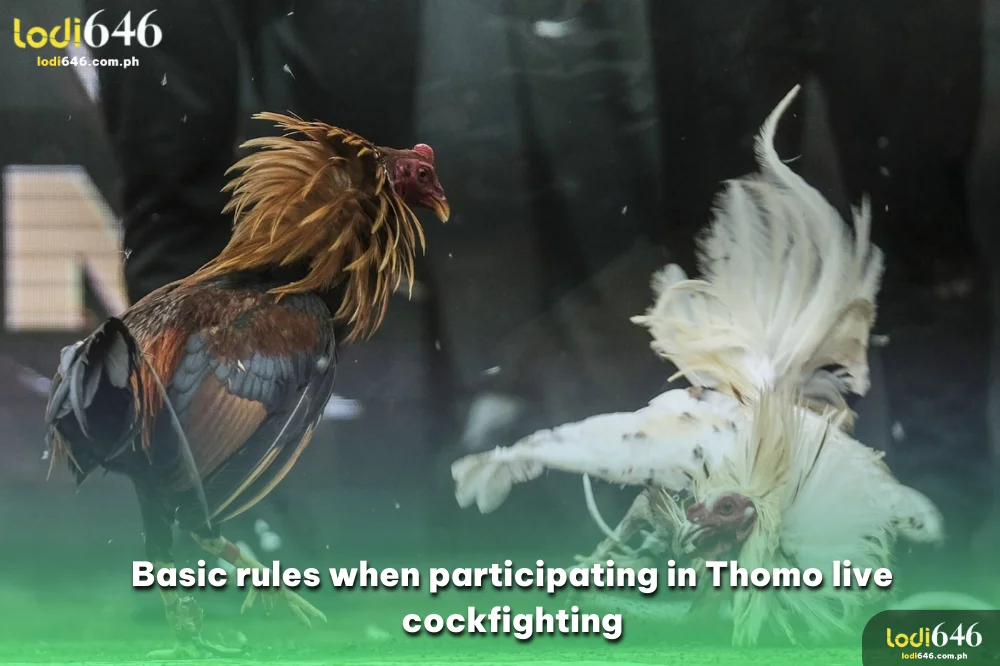 Basic rules when participating in Thomo live cockfighting