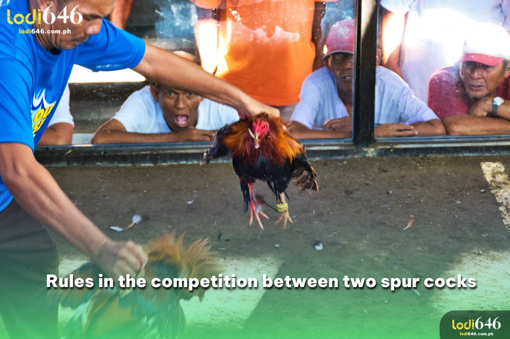 Rules in the competition between two spur cocks