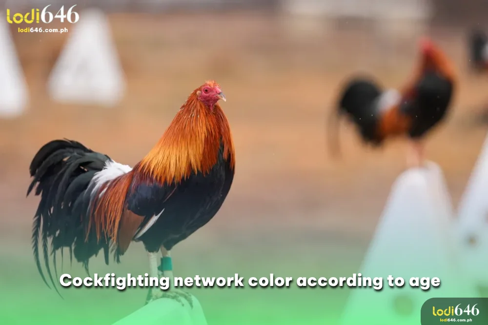 Cockfighting network color according to age